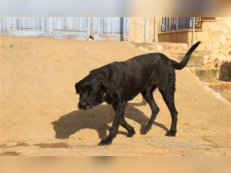 Menut ist ein außergewöhnlicher Hund