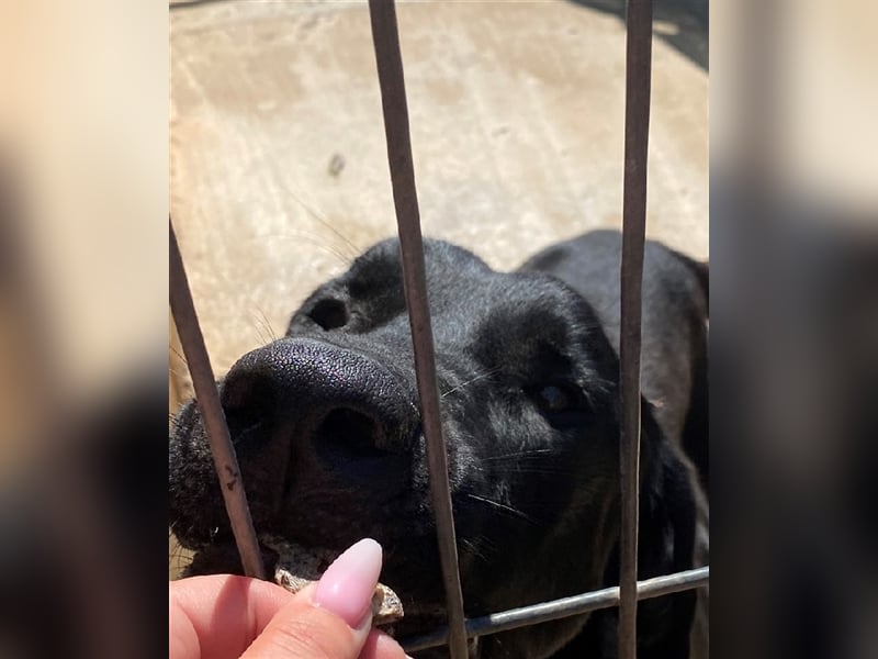 Menut ist ein außergewöhnlicher Hund