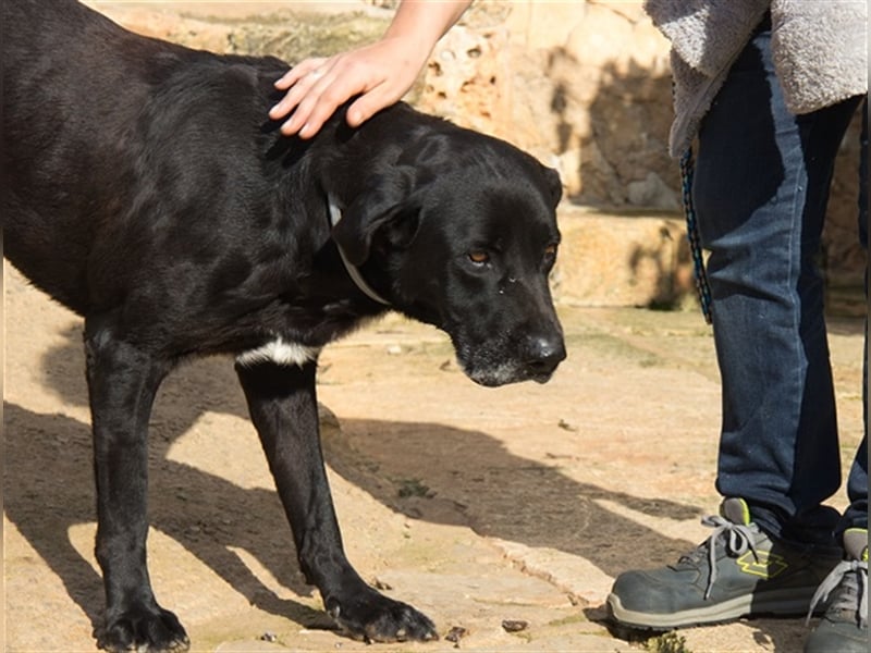 Menut ist ein außergewöhnlicher Hund