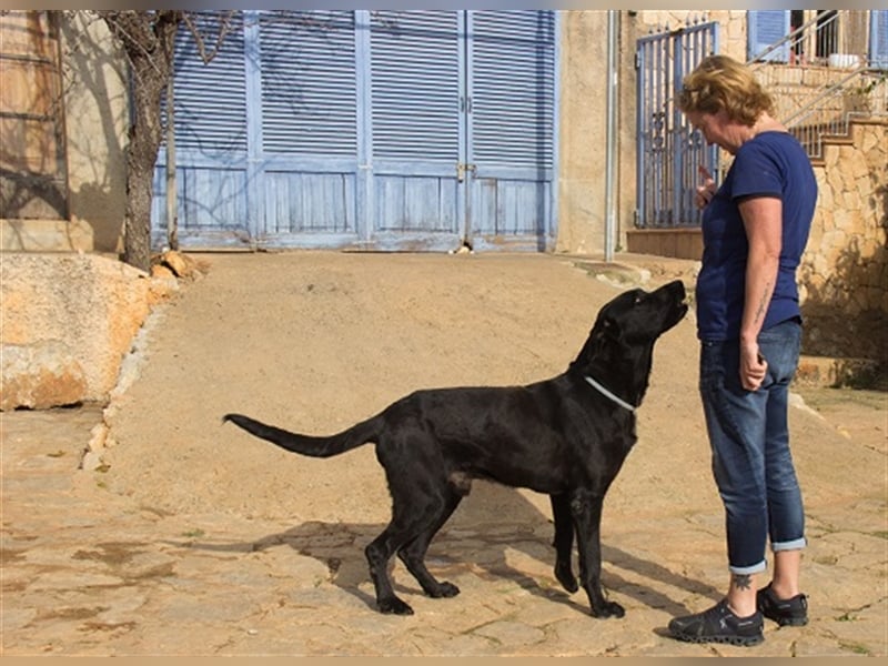Menut ist ein außergewöhnlicher Hund
