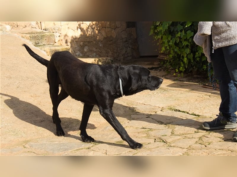 Menut ist ein außergewöhnlicher Hund