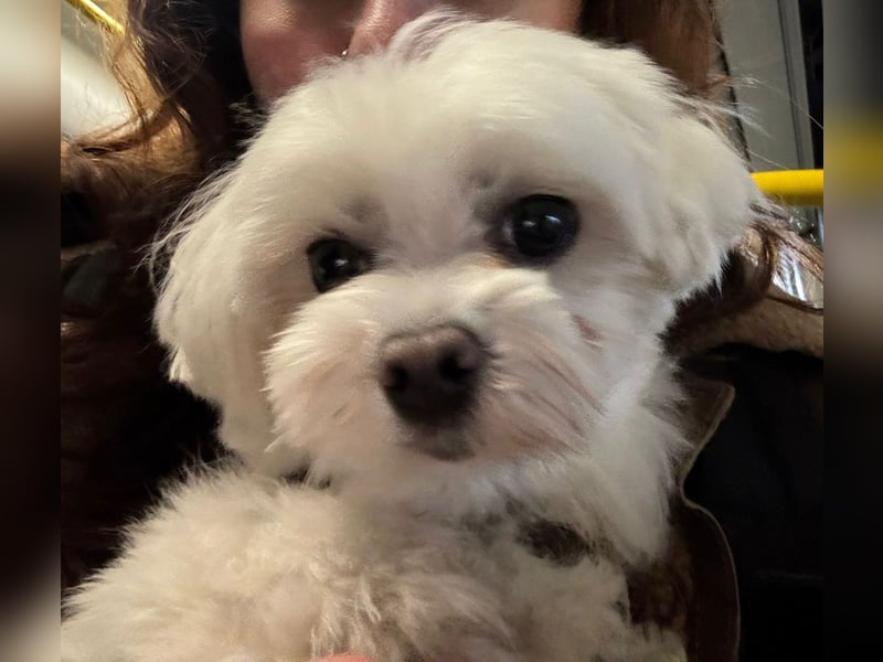 Bichon Malteser Hündin sucht liebevolles Zuhause