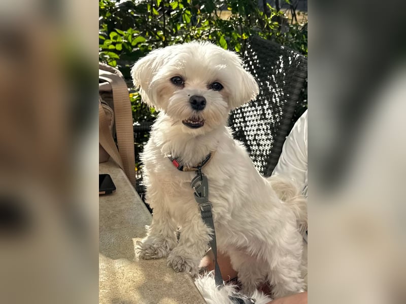 Bichon Malteser Hündin sucht liebevolles Zuhause