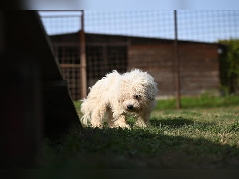 Leo - Malteser sucht sein Zuhause