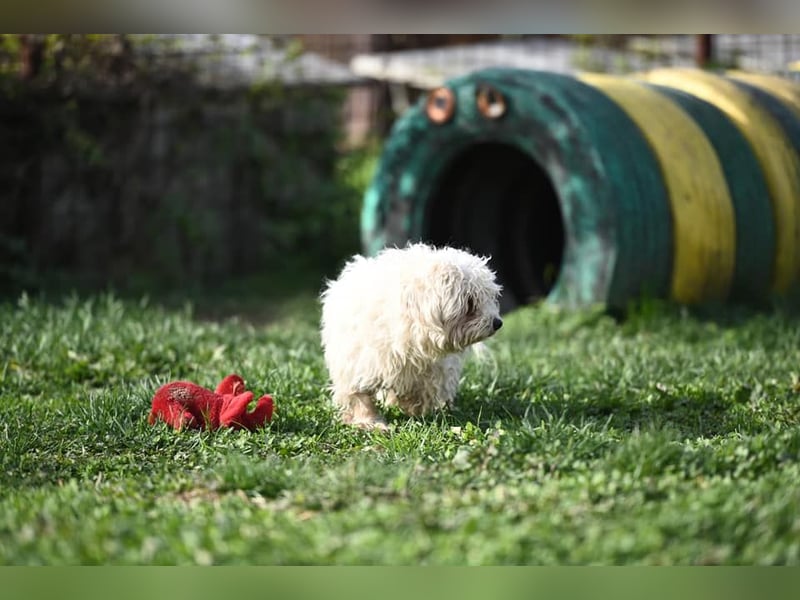 Leo - Malteser sucht sein Zuhause