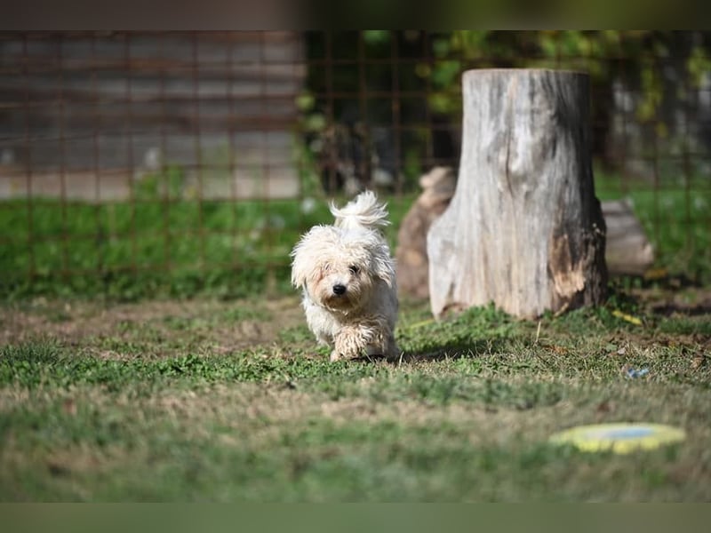 Leo - Malteser sucht sein Zuhause
