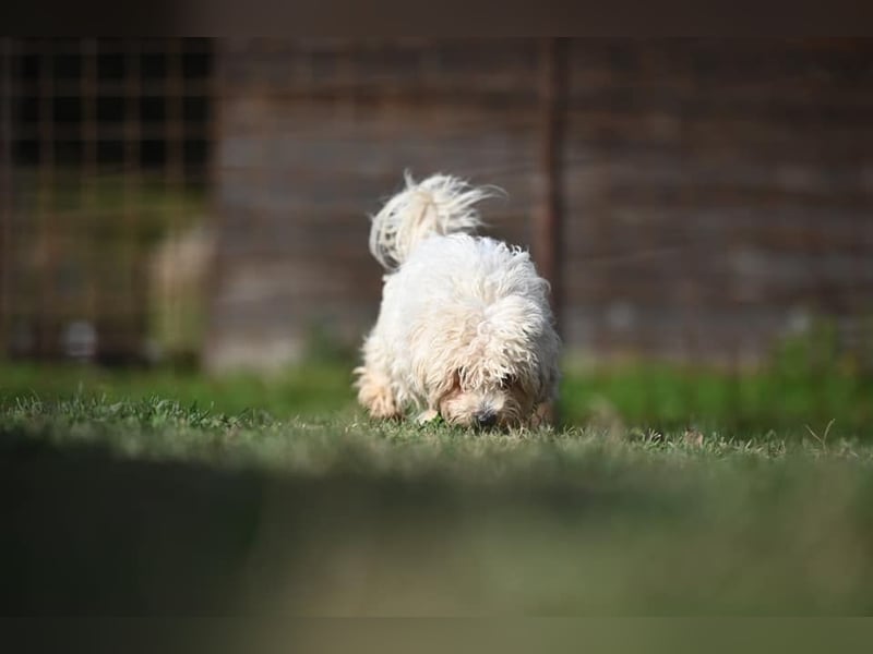 Leo - Malteser sucht sein Zuhause
