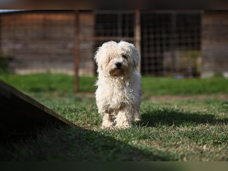 Leo - Malteser sucht sein Zuhause