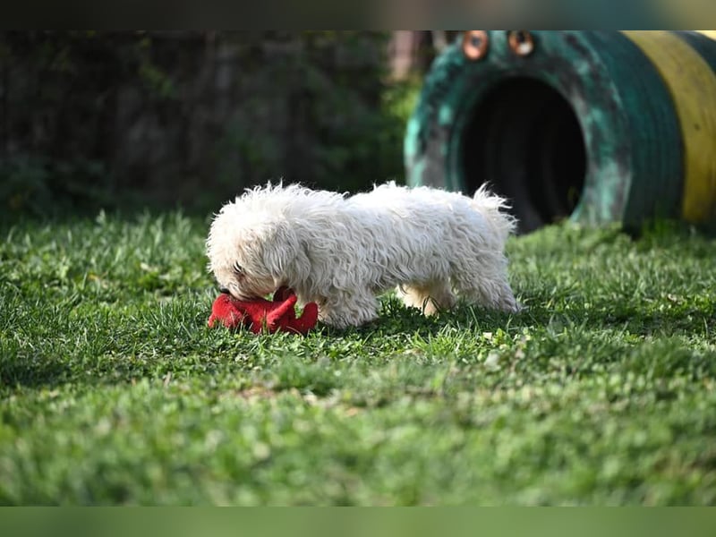 Leo - Malteser sucht sein Zuhause