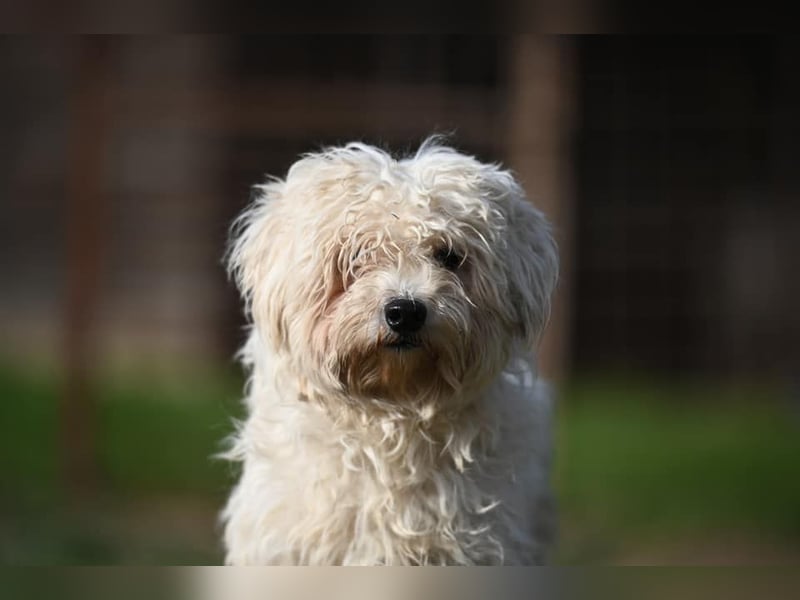 Leo - Malteser sucht sein Zuhause
