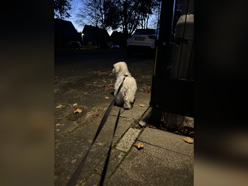 Liebevoller Malteser-Rüde sucht ein neues Zuhause