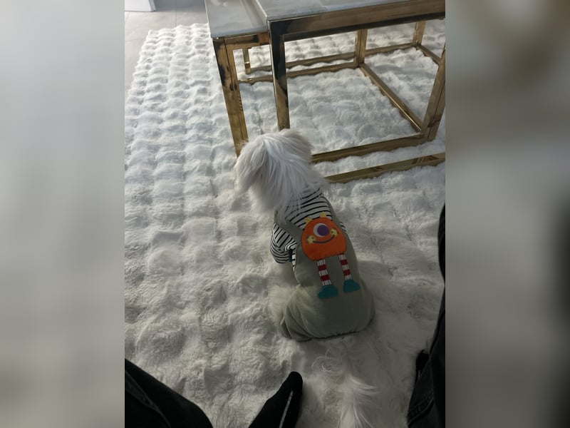 Liebevoller Malteser-Rüde sucht ein neues Zuhause