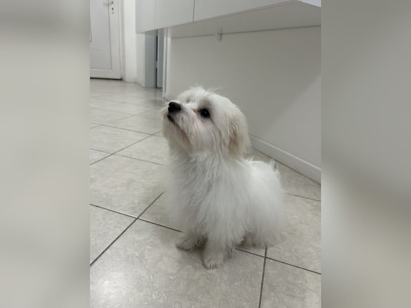 Liebevoller Malteser-Rüde sucht ein neues Zuhause