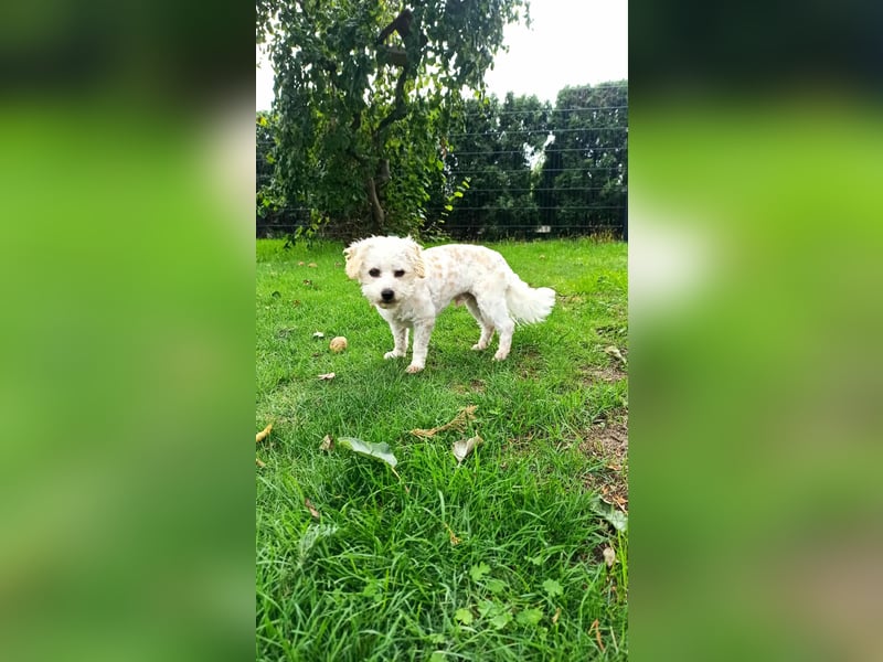 Finn