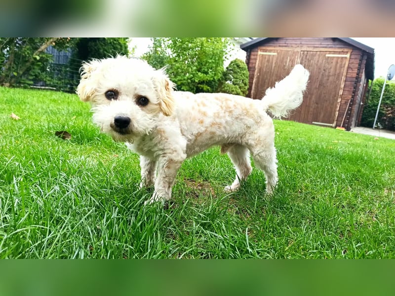 Finn