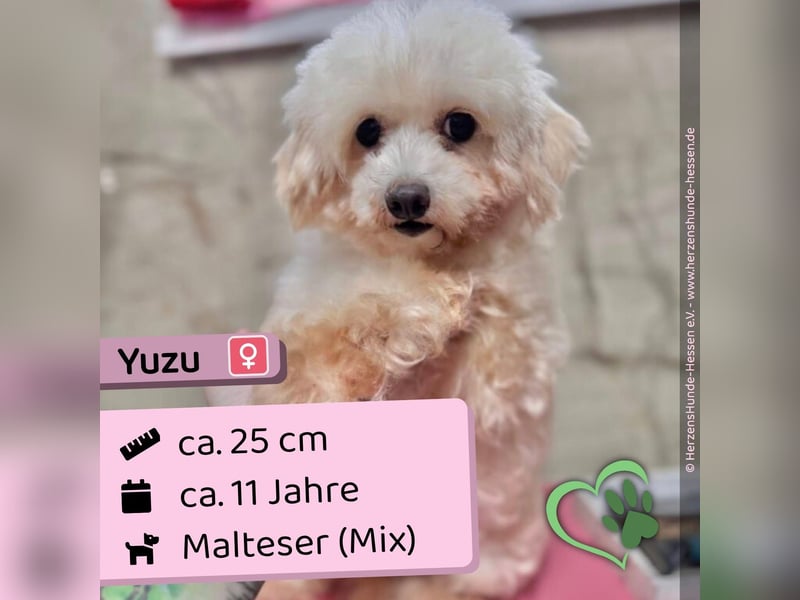 Yuzu