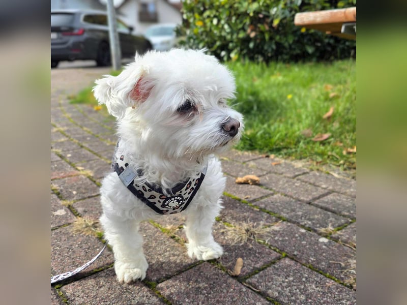 Darti - ist traumatisiert