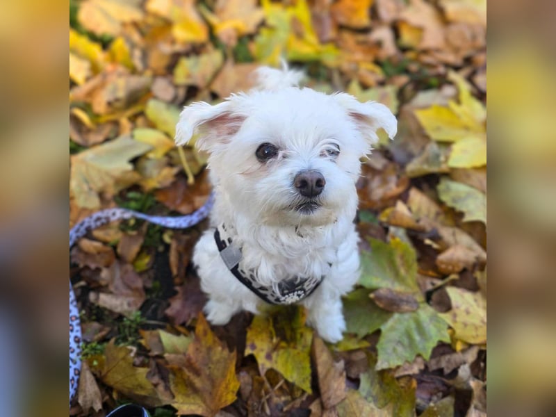 Darti - ist traumatisiert