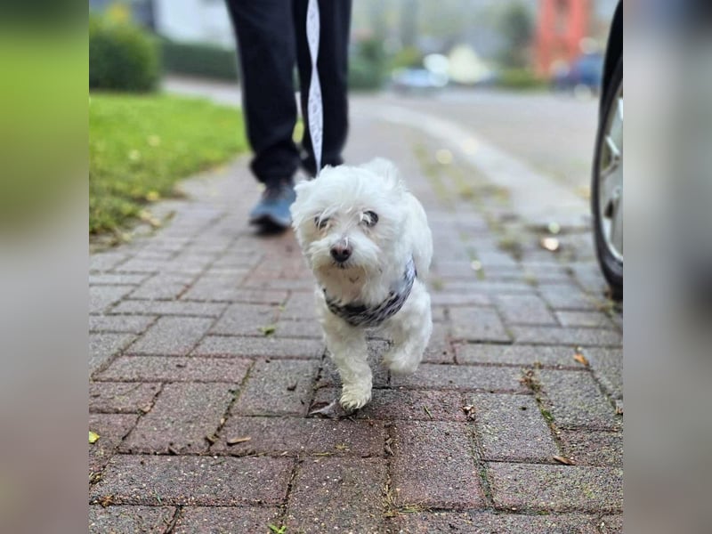 Darti - ist traumatisiert