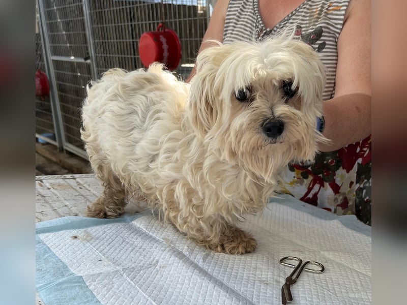 Tina2 PP– kleine weiße Wuschelhündin sucht warmen Platz