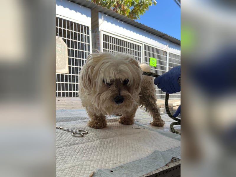 Tina2 PP– kleine weiße Wuschelhündin sucht warmen Platz