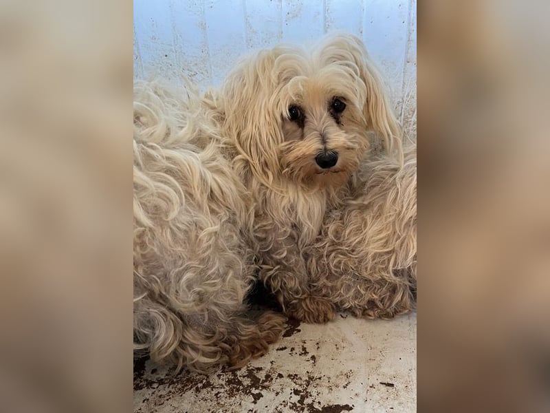 Daisy, kleines Malteser Mädchen geb. 2020