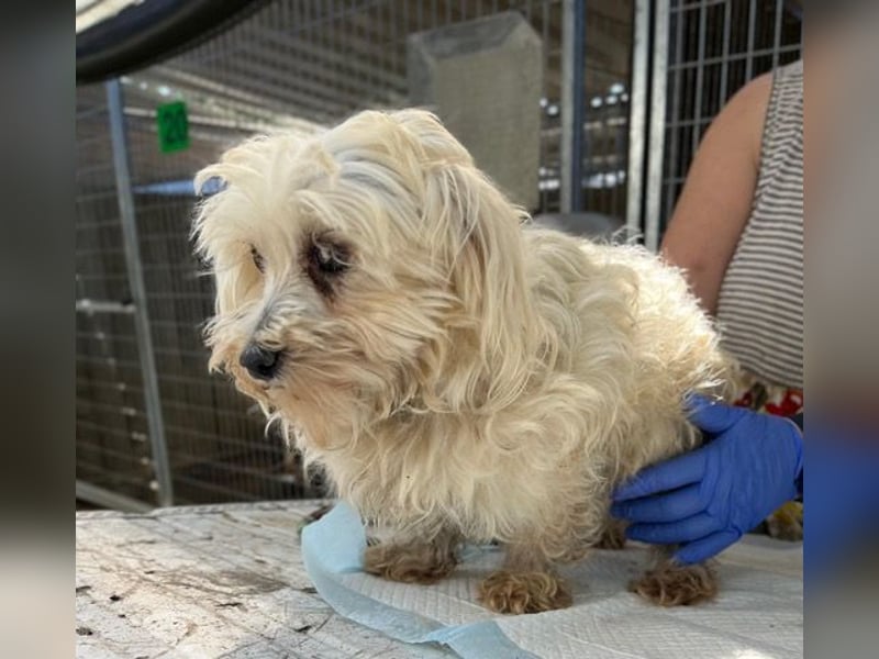 Daisy, kleines Malteser Mädchen geb. 2020