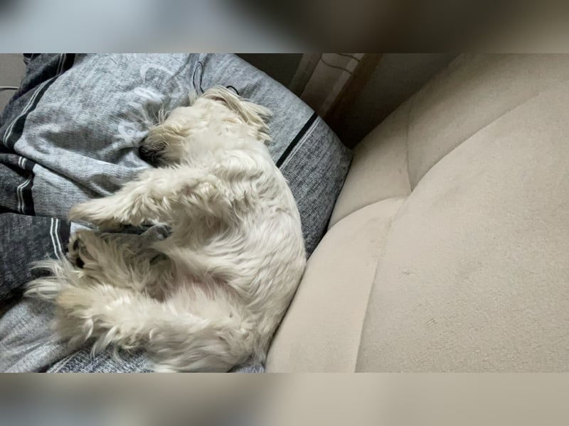 Susi  Einzelprinzessin aus 86316