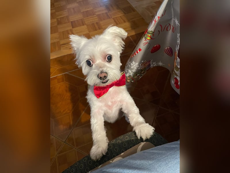 Susi  Einzelprinzessin aus 86316