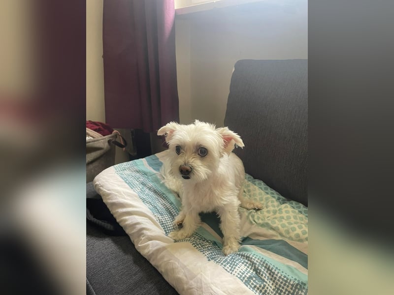 Susi  Einzelprinzessin aus 86316