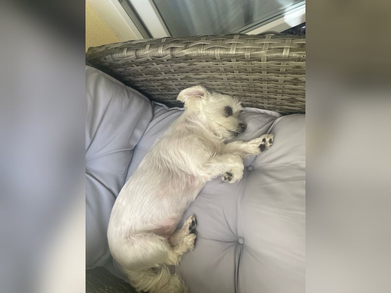 Susi  Einzelprinzessin aus 86316