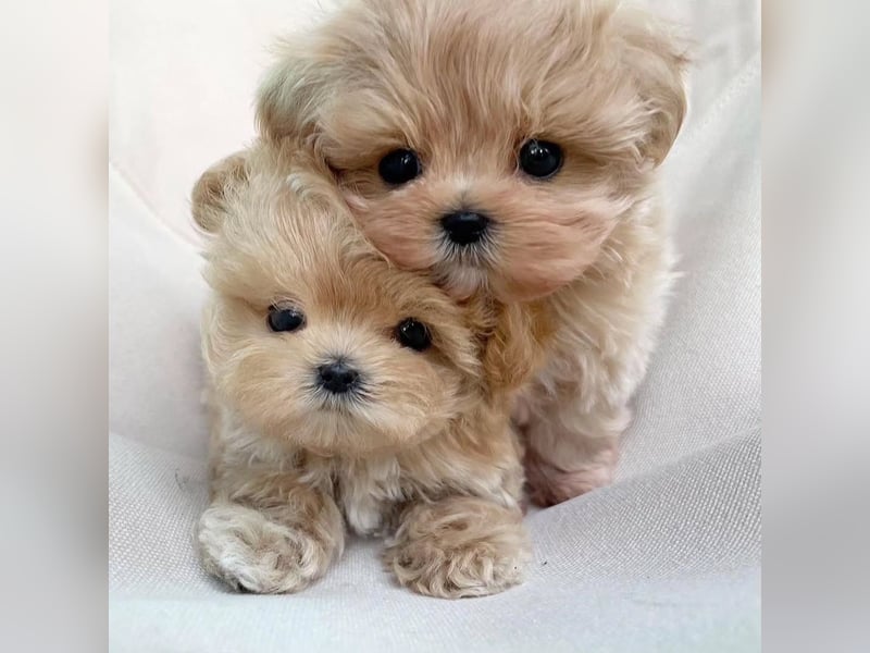 Maltipoo-Welpen abzugeben