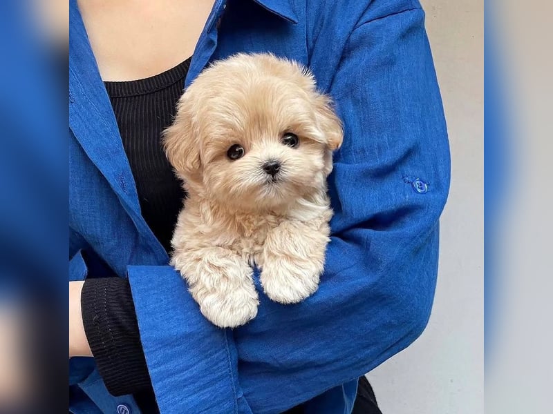 Maltipoo-Welpen abzugeben