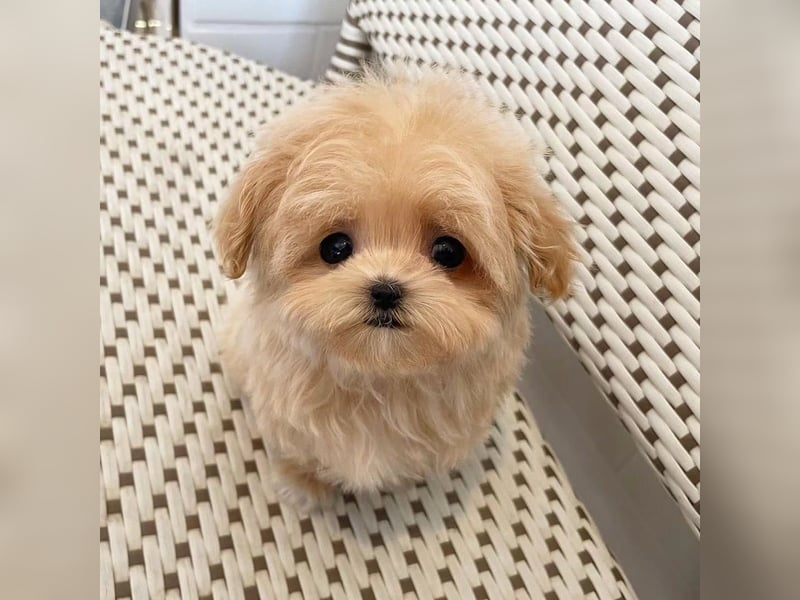 Maltipoo-Welpen abzugeben