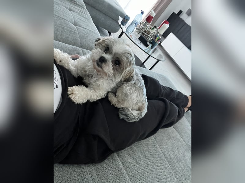 Malteser Shih tzu .