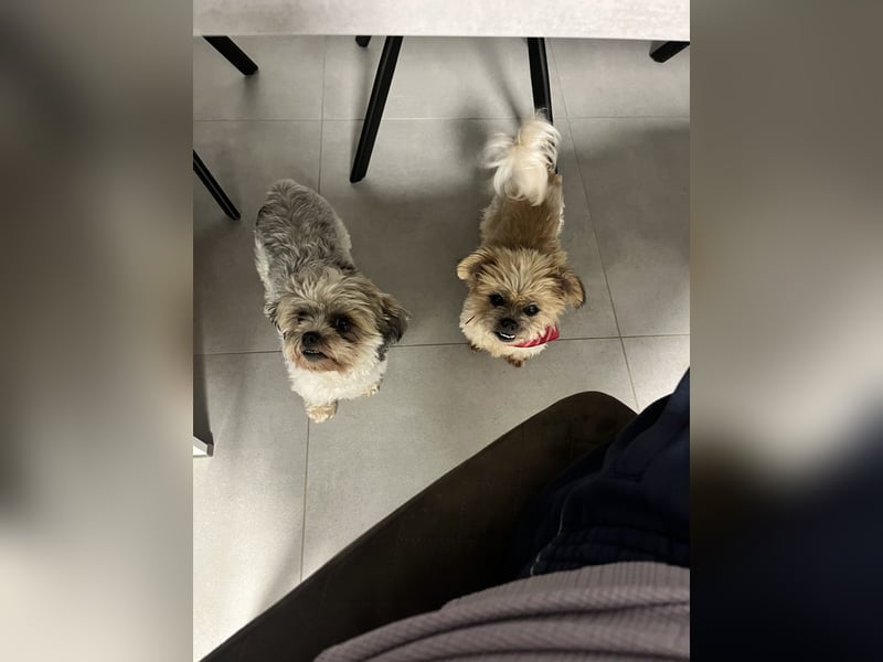Malteser Shih tzu .