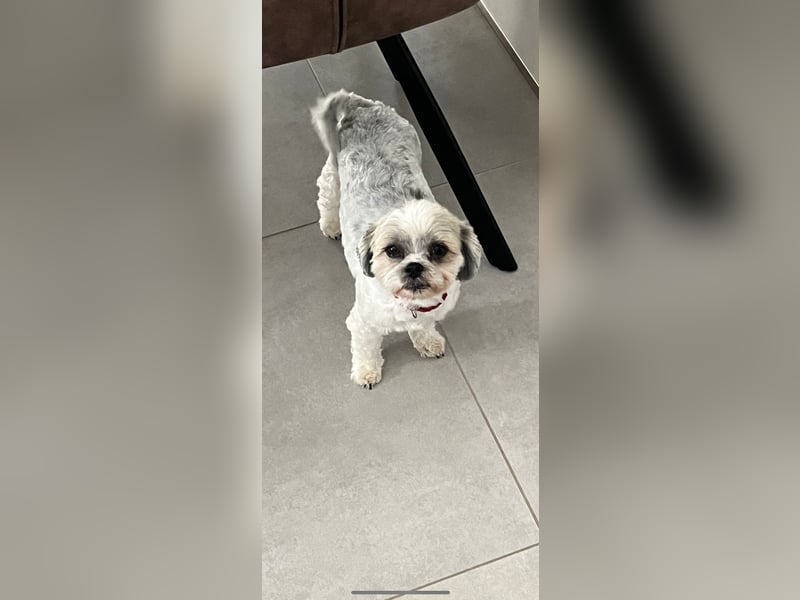 Malteser Shih tzu .