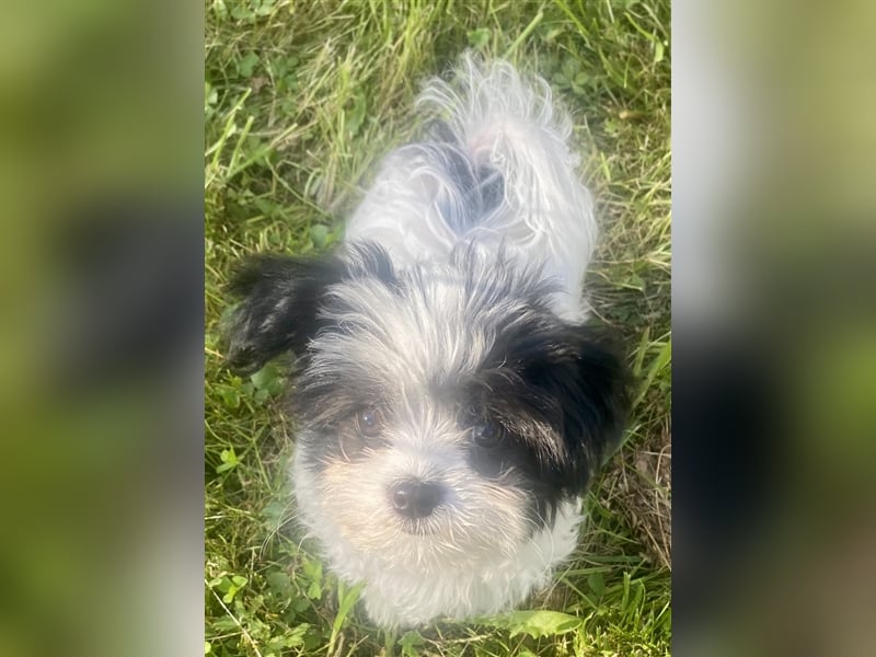 Malteser Chinese crested Powderpuff