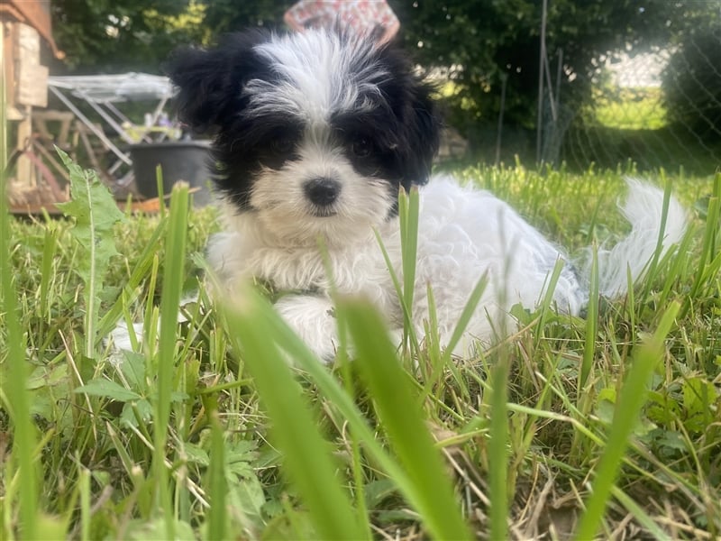 Malteser Chinese crested Powderpuff