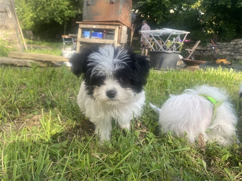 Malteser Chinese crested Powderpuff