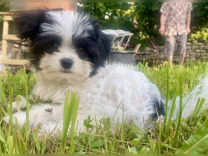 Malteser Chinese crested Powderpuff