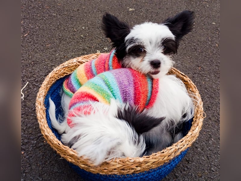 Malteser Chinese Crested Hündin