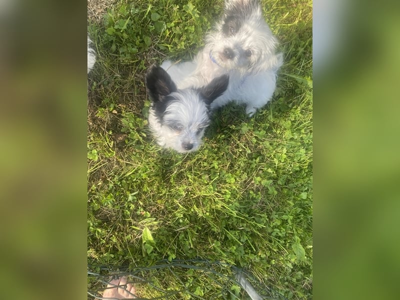 Malteser Chinese Crested Hündin