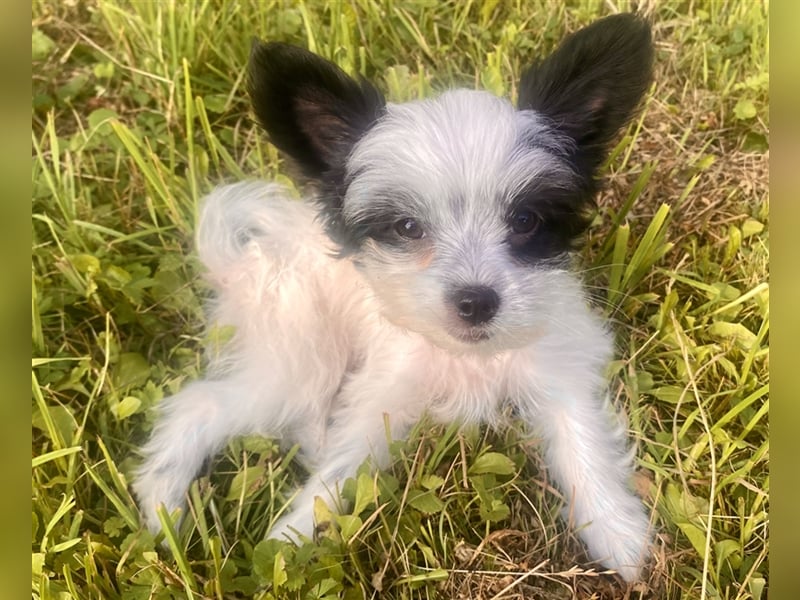 Malteser Chinese Crested Hündin