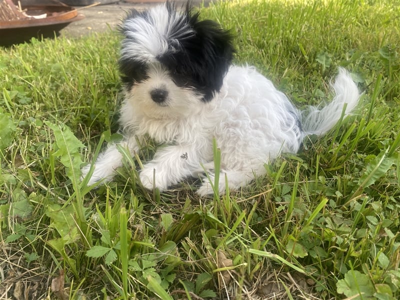 Malteser Chinese crested Powderpuff