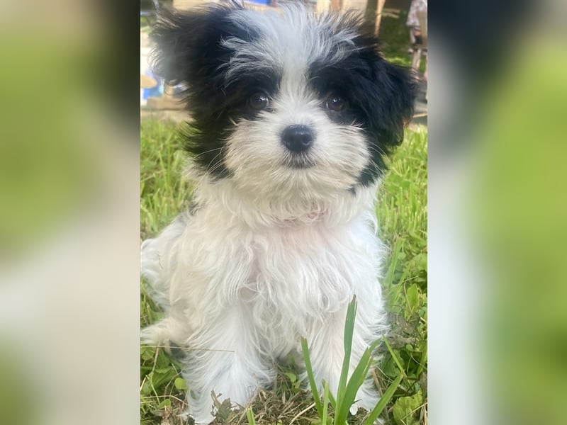 Malteser Chinese crested Powderpuff