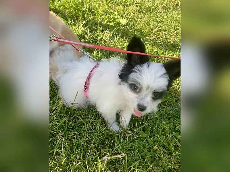 Malteser Chinese Crested Hündin