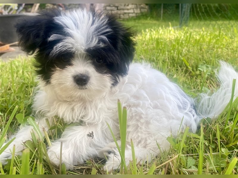 Malteser Chinese crested Powderpuff