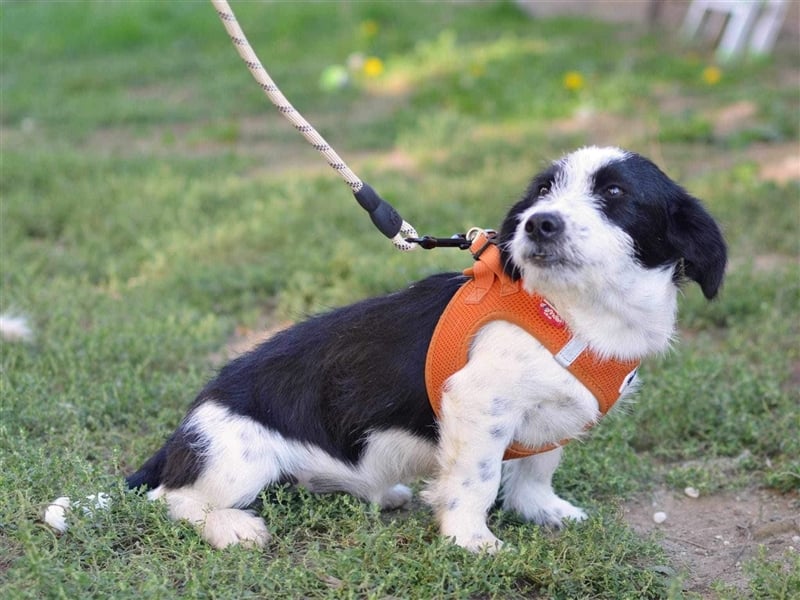 TIPPI ca. 6 mon. lustige Struppelmixmädchen sucht Familie