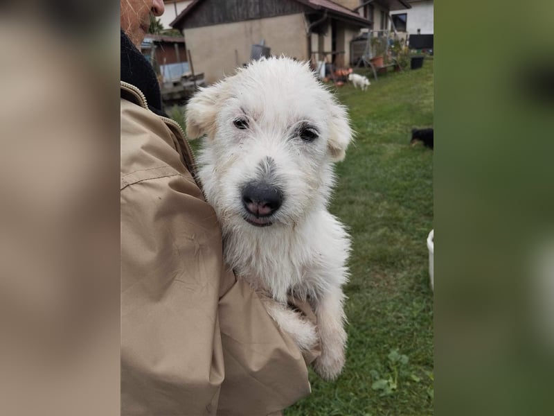 TIFFANY ca. 6 mon. Malteser/havannesermixmädchen, Familienhund